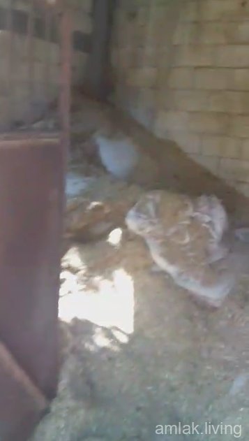 مزرعة للبيع طريق طرابلس مفرق العاصي