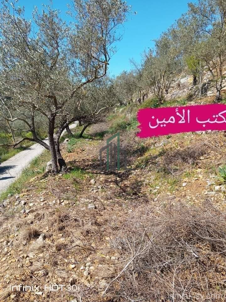 ارض زيتون 2000م في وادي شباط للبيع