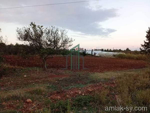 أرض مساحه 11 دونم في طرطوس مفرق بحوزي للبيع