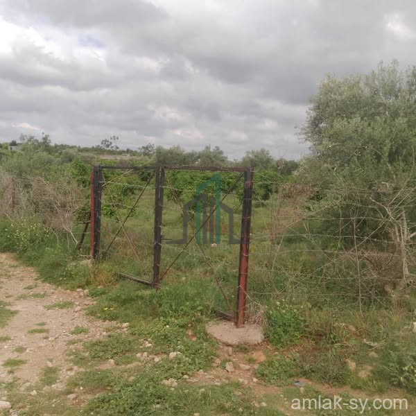 أرض دنم ونص مشجره للبيع