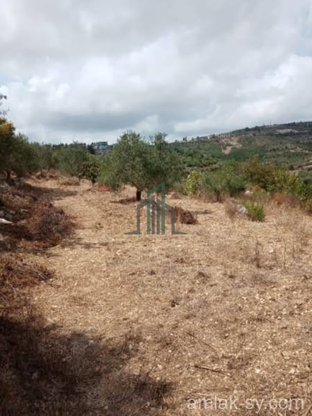 أرض 1400م في الشيخ بدر للبيع