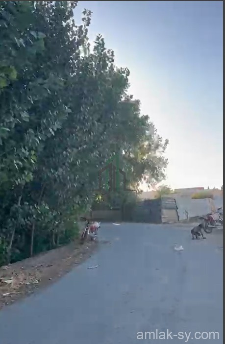 ارض 7 دنم مشجرة في زبدين للبيع (751)