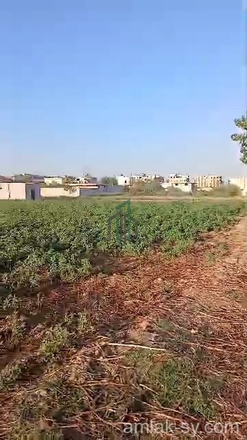 ارض 94 قصبة في ببيلا للبيع (780)