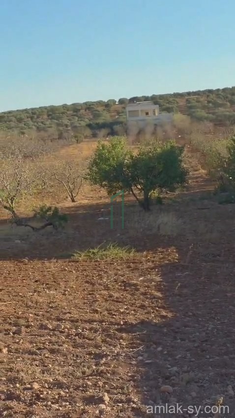 ارض 6ونص دلم تبعد عن الكورنيش 100م